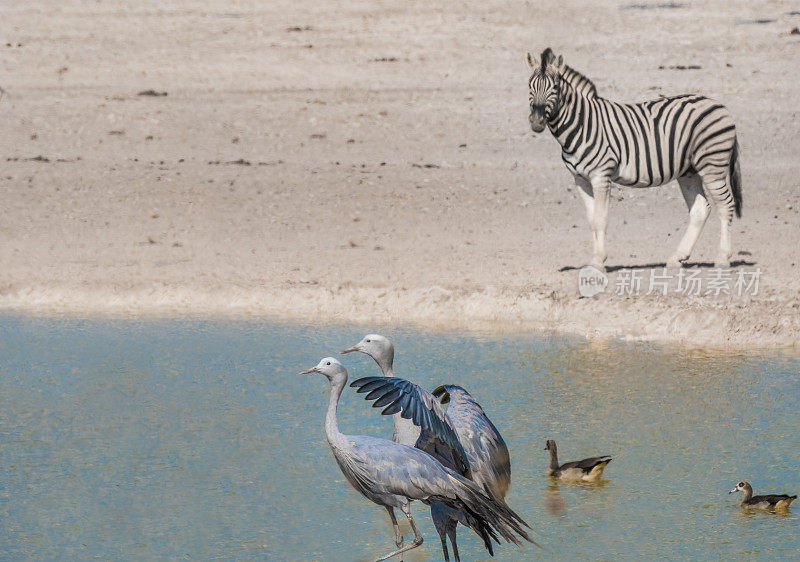 纳米比亚，Etosha国家公园，奥卡库霍，Nebrownii Waterhole，蓝鹤在成群的Buchell中。